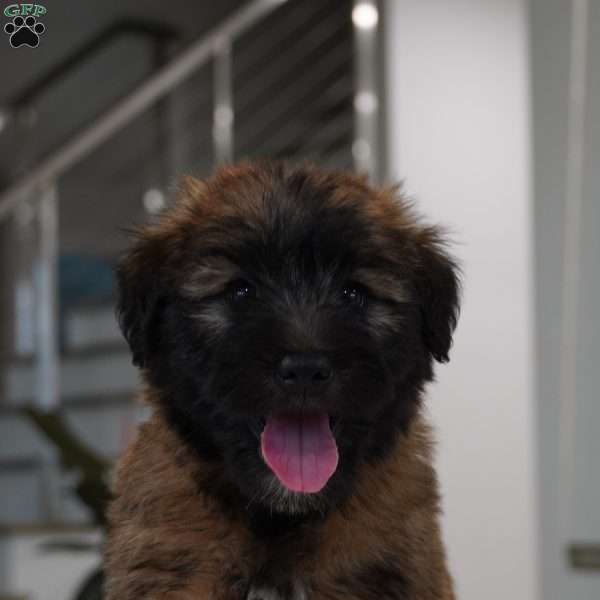 Wrinkles, Soft Coated Wheaten Terrier Puppy